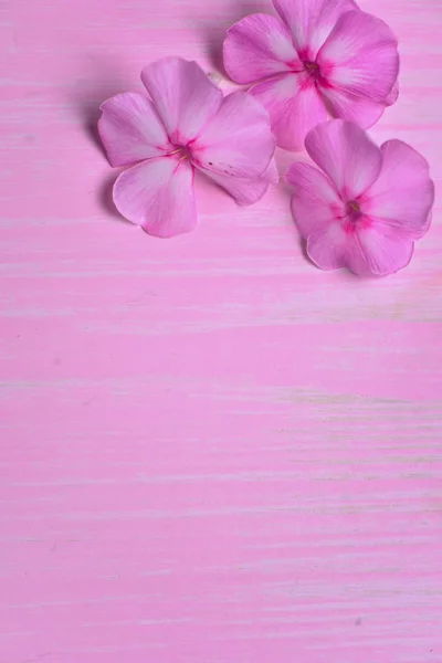 Flores rosadas sobre una mesa de madera — Foto de Stock