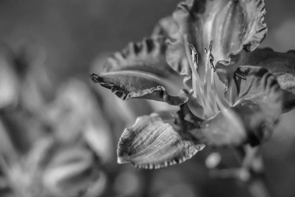 Fiori in giardino di giorno — Foto Stock
