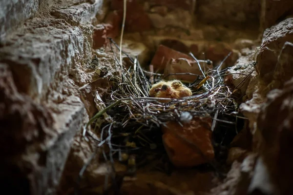Malá kuřátka v hnízdě — Stock fotografie
