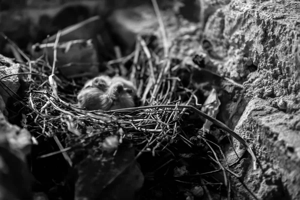 Malá kuřátka v hnízdě — Stock fotografie