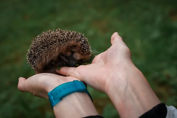 Hérisson assis dans les mains — Photo