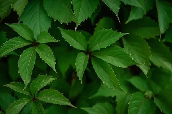 Cerca verde vivo en el fondo — Foto de Stock