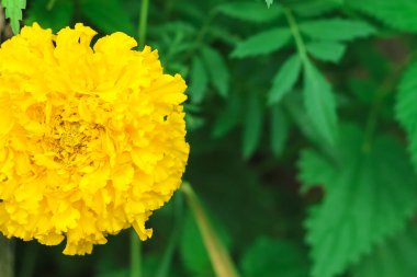 Bahçedeki güzel çiçek