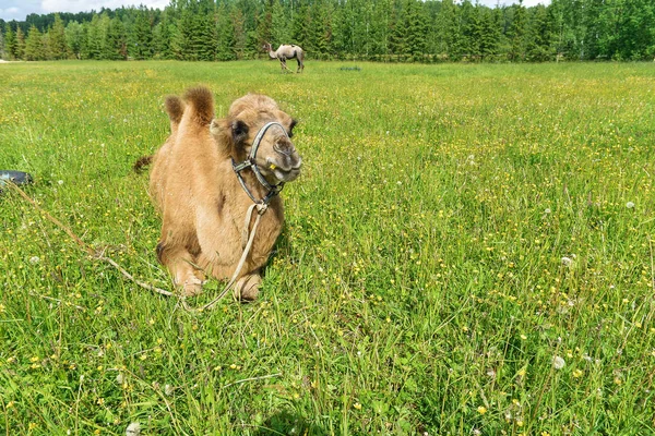 Camel walking in the field — Stock Photo, Image