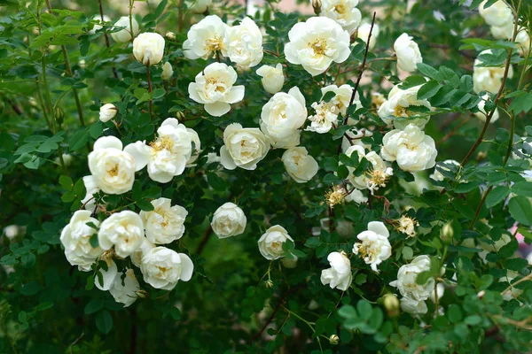 Öğleden sonra bahçedeki güller — Stok fotoğraf