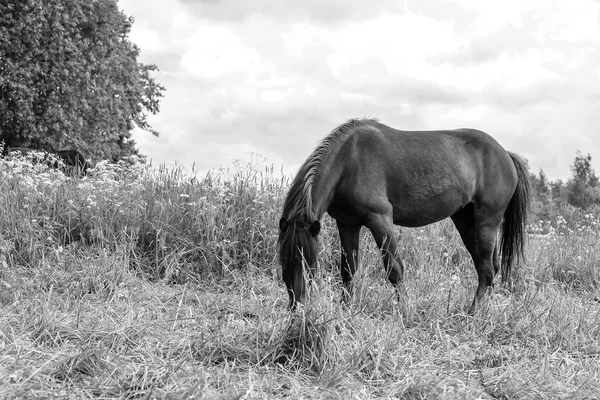 Pastoreo de caballos en el día de campo —  Fotos de Stock