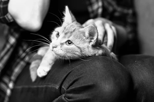 Eine streunende Katze im Treppenhaus — Stockfoto