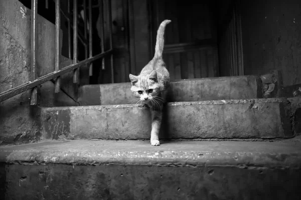 A lépcsőházban egy elkóborolt macska — Stock Fotó
