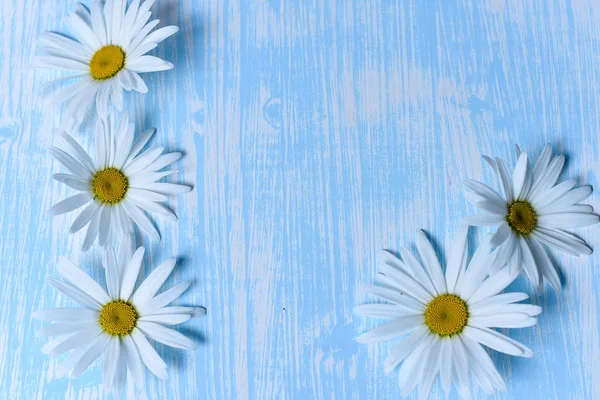 Gänseblümchen auf dem Tisch — Stockfoto