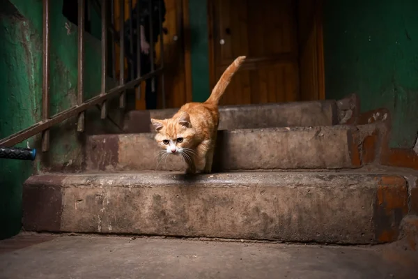 Pewien zabłąkać się kot w klatce schodowej — Zdjęcie stockowe