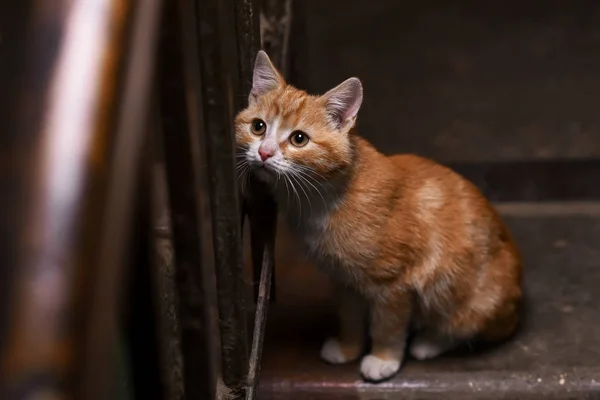 Eine streunende Katze im Treppenhaus — Stockfoto