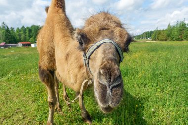 Deve alanına yürüyor