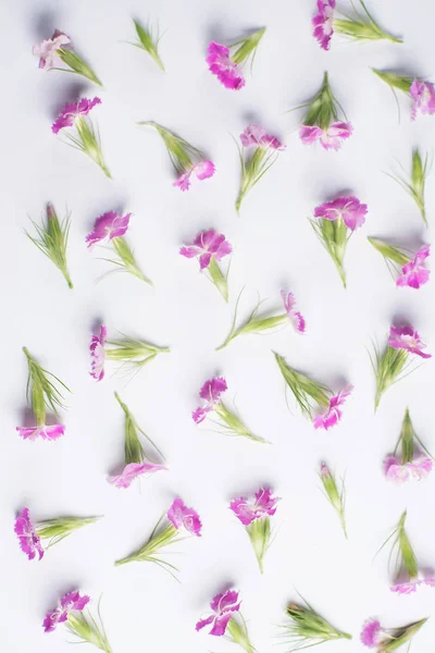 Flores pequeñas sobre un fondo blanco — Foto de Stock