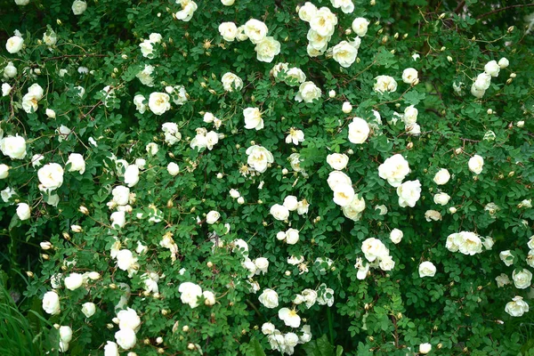 Róże w ogrodzie po południu — Zdjęcie stockowe