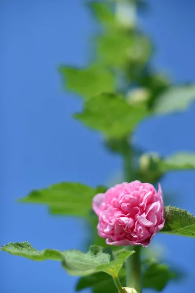 Piękny kwiat w ogrodzie — Zdjęcie stockowe