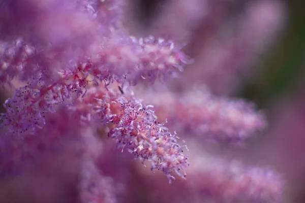 Rozen in de tuin in de middag — Stockfoto