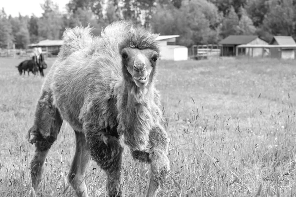 Camel, chodzenie w polu — Zdjęcie stockowe