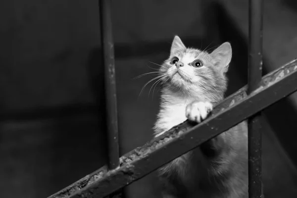 A stray cat in the stairwell — Stock Photo, Image