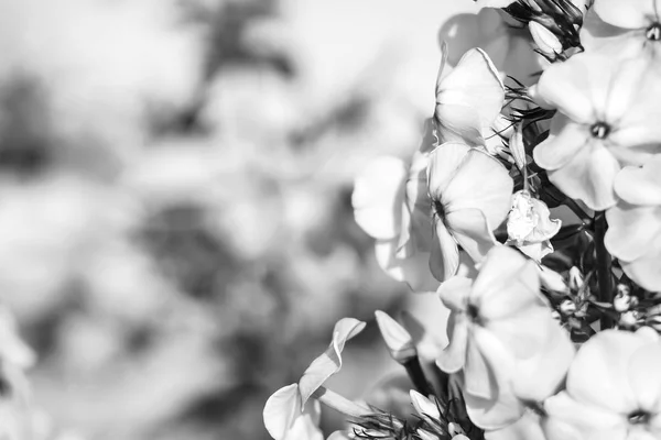 Flores no jardim de dia — Fotografia de Stock