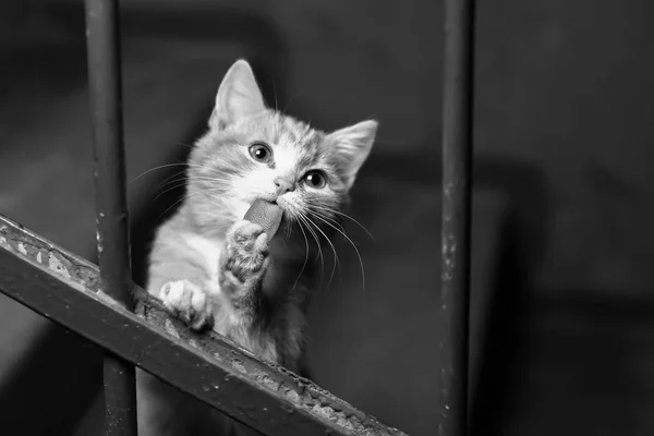 Eine streunende Katze im Treppenhaus — Stockfoto