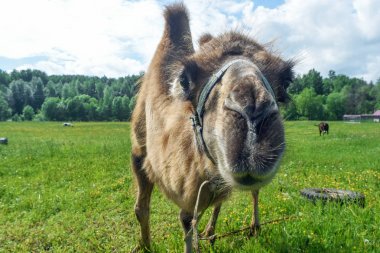 Deve alanına yürüyor