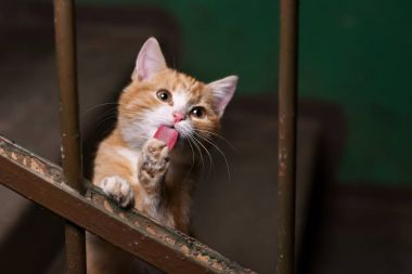 A yolunu yitirmek kedi merdivenlerinde