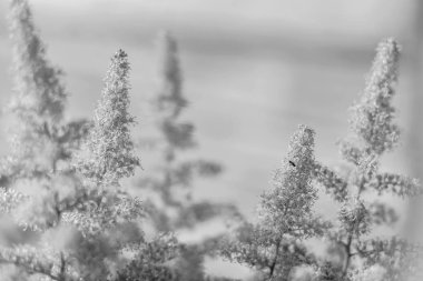 Gündüzleri bahçede çiçek