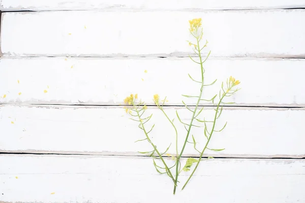 Beautiful flower on a wooden table — Stock Photo, Image