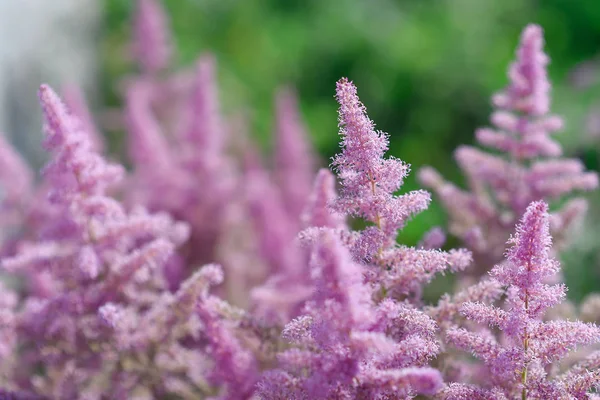 öğleden sonra bahçedeki güller