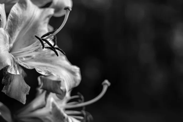 Gündüzleri bahçede çiçek