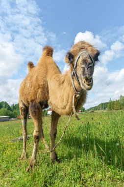 Deve alanına yürüyor