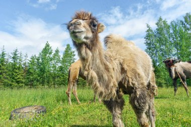 Deve alanına yürüyor