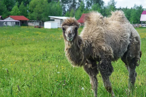 Deve alanına yürüyor