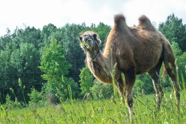 Deve alanına yürüyor