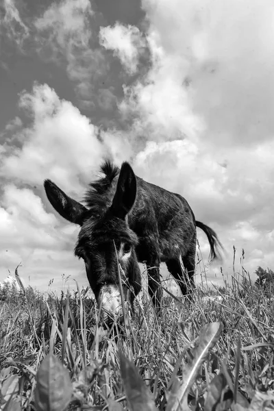 Osel, pastviny v Polní den — Stock fotografie