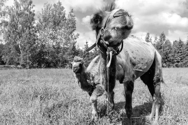 Camel, chodzenie w polu — Zdjęcie stockowe