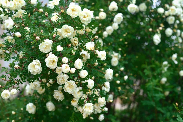 Róże w ogrodzie po południu — Zdjęcie stockowe