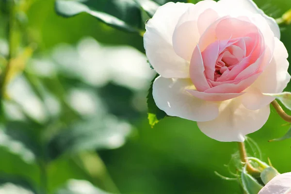 Róże w ogrodzie — Zdjęcie stockowe