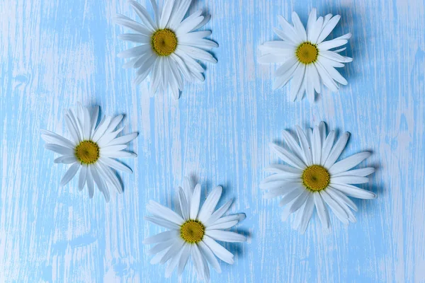 Gänseblümchen auf dem Tisch — Stockfoto