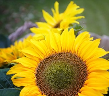 Tarımsal ürün ayçiçeği kabak ve elma üzüm ile hasat