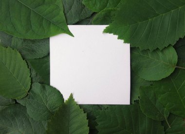 Background of green leaves with a paper clipart