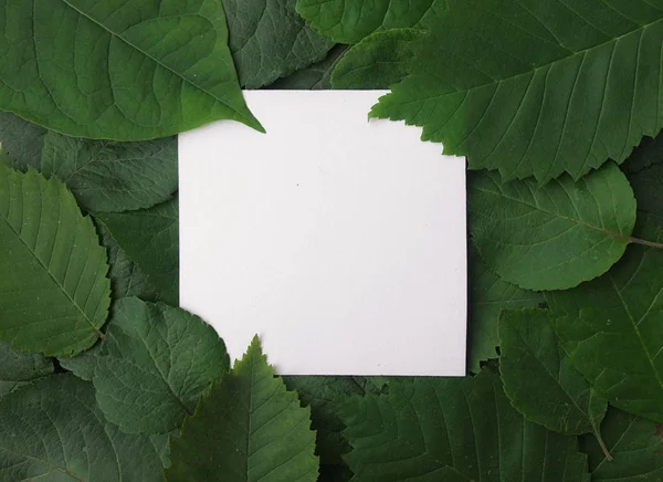 Background of green leaves with a paper — Stock Photo, Image