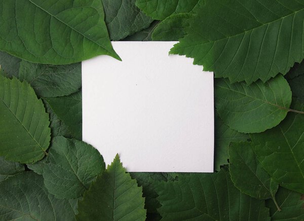 Background of green leaves with a paper