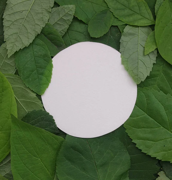 Yeşil yaprakları ile bir kağıt arka plan