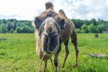 Deve alanına yürüyor
