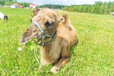 Deve alanına yürüyor