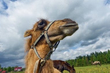 Deve alanına yürüyor