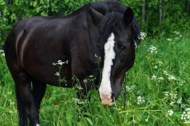 ATI alan günde otlatma