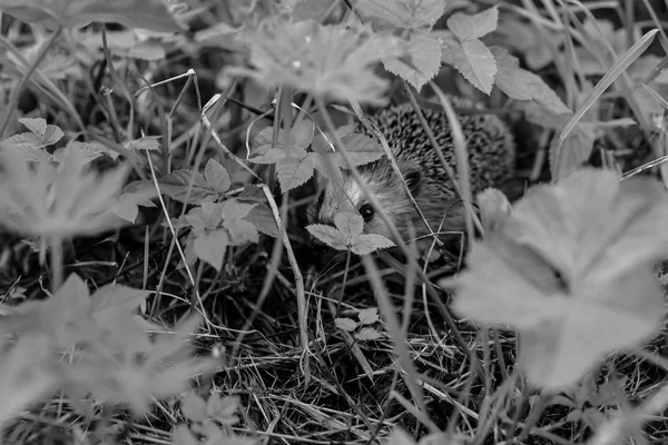 Hedgehog sentado na grama — Fotografia de Stock