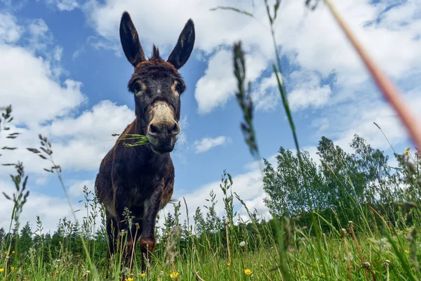 Osioł wypas w dzień — Zdjęcie stockowe